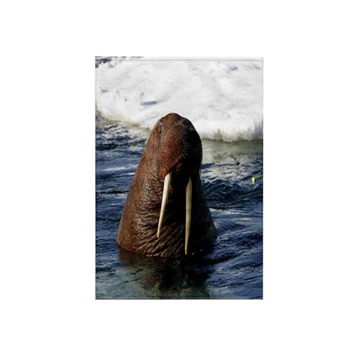 3dRose - Bull Walrus - Towel - (twl-49298-1)