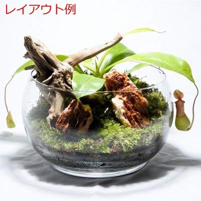 Amazon｜コケのインテリア コケリウム テラリウム 食虫植物 苔盆栽