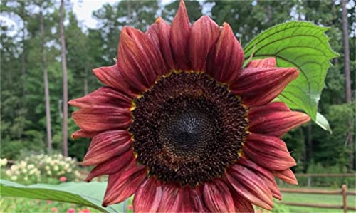 Zellajake Rare Flower Seeds Helianthus Seeds 50 Procut Red Sunflower Seeds #TOP1