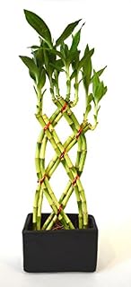 9GreenBox - Lucky Bamboo - 8 Braided with Black Ceramic Vase