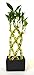9GreenBox - Lucky Bamboo - 8 Braided with Black Ceramic Vase