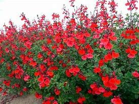 6 x Salvia 'Royal Bumble' Cottage Garden Perennial Plug Plants