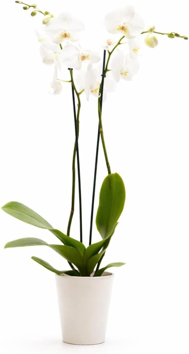 DecoBlooms Premium Pearl 5” Orchid Live Indoor Plant (Modern Pot Included) – Grown in the USA - Fresh Flowering Home Decor Delivery for Birthday, Anniversary, Sympathy, Wedding, Easter