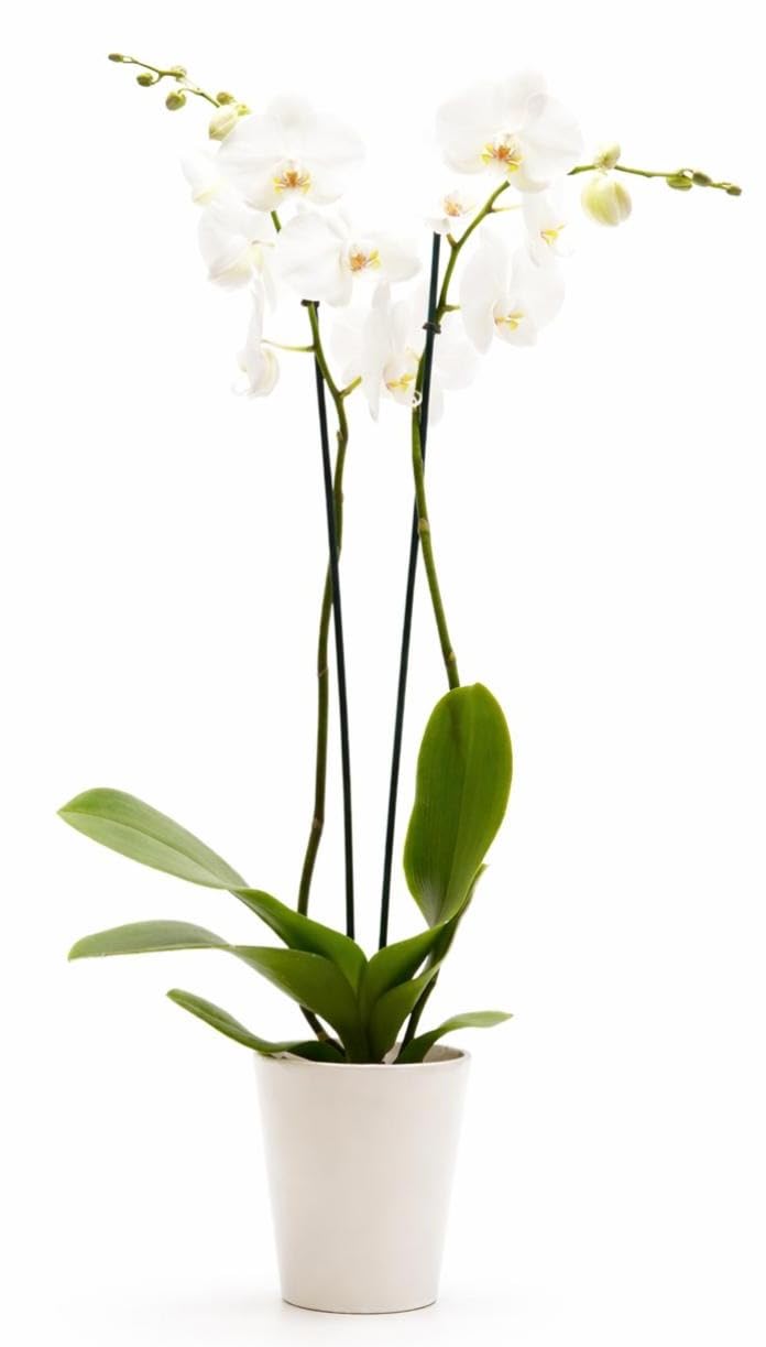 DecoBlooms Premium Pearl Orchid