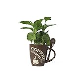kaffeebaum kaufen berlin GRÖSSE: Sie kaufen die Pflanze mit einer Grösse von circa 20cm