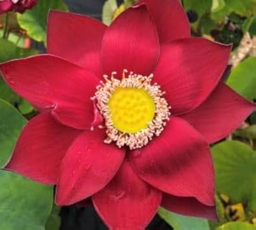 Image of Very Beautiful All Season Drop Blood Red Water Lotus(Pack Of-2) /Water Kamal /Water Lily Plant (TUBER) Original Hybrid Veriety Blloming With In 30 Days For Outdoor & Indoor Live Plant.
