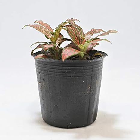 Amazon コケのインテリア コケリウム テラリウム 山野草 苔盆栽 苔玉 フィットニア 観葉植物 オンライン通販 Amazon コケのインテリア コケリウム テラリウム 山野草 苔盆栽 苔玉 フィットニア 観葉植物 オンライン通販