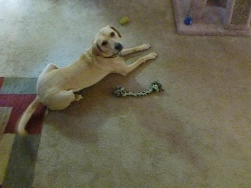 Blue Buffalo Life Protection Formula Adult Dry Dog Food, Chicken & Brown Rice Recipe, Made with Natural Ingredients, Helps Build and Maintain Strong Muscles, 15-lb. Bag photo review