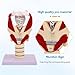 Larynx Functional Model, 3X Magnified Pharynx Larynx Functional Demonstration, Movable Epiglottic Cartilage, with 24 Digital Markers, for Clinical Anatomy Research