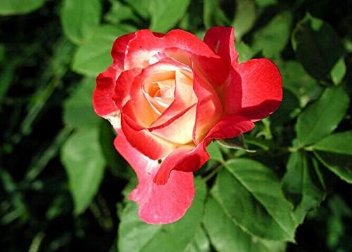 Miniatura 6 de Más de 100 semillas de rosas raras colores mezclados Flores Jardín Plantación