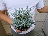 3 ọffér x Sẹnẹcịo Mạndrạlịscạẹ Bluẹ Chạlkstịcks Succulẹnt -N TY62