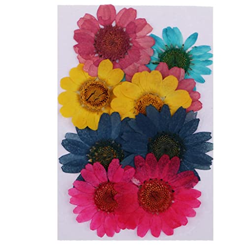 Fancyes 10 piezas decorativas de hojas secas prensadas miniatura 7