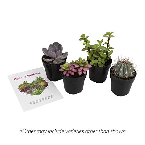 Altman Plants, Succulent Fairy Garden Kit (4 Pack), Live Succulents Plants Live Houseplants, Fairy Garden Accessories Terrarium Plants, Indoor Plants Live Plants Indoor House Plants, Succulent Plants #TOP6