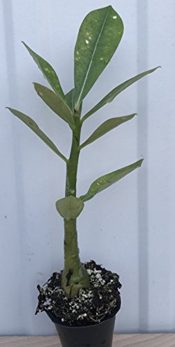 Adenium Obesum ~ Red Desert Rose ~ Live Plant #TOP1