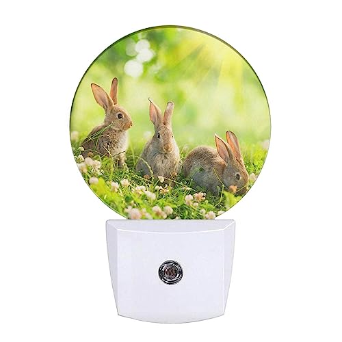 Image of Easter Bunny Nightlight Cute Rabbits in Meadow Plug-in Nightlight Energy Saving 0.5W LED Lighting for Boys Girls Men Women Gift