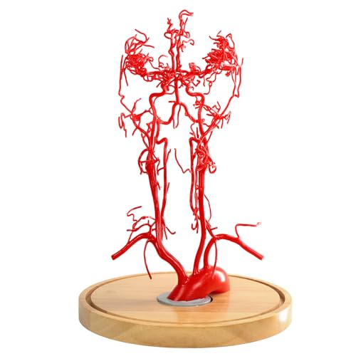 MediTrainer Brain Artery Model, Life-Size Intracranial Artery Model, High-Precision Whole Brain Vascular Model Intracranial Vascular Education Displa