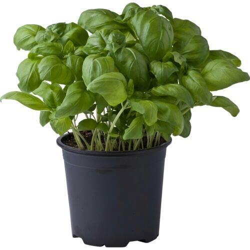 Basilico genovese 'Ocimum basilicum' pianta aromatica in vaso ø14 cm Vivaio di Castelletto