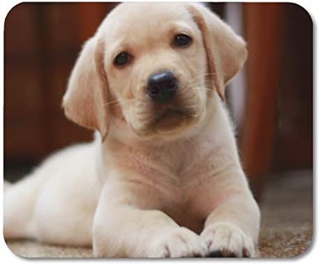 Amazon Com Aikul Mouse Pads Lab Baby Yellow Labrador Puppy Dog Laying On Puppies Mouse Mat 9 5 X7 9 Mouse Pad Suitable For Notebook Desktop Computers Office Accessories Office Products