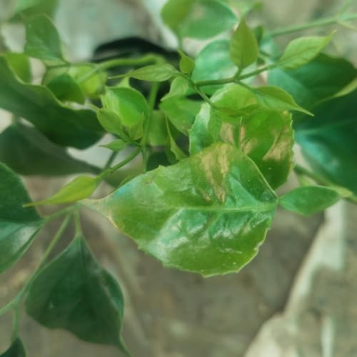 Image of plants (China Doll Live Plant (Radermachera sinica) - Lush Indoor Tree for Home & Office Decor - Air Purifying Plant - (Pack of 1))