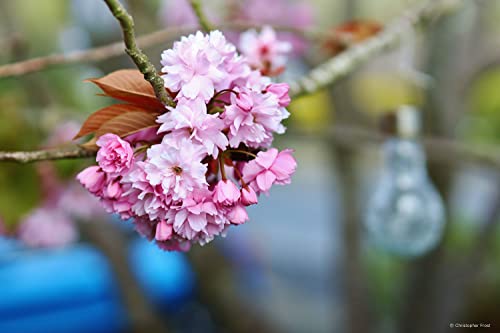 Samyang 85 mm F1.4 MK2 para Sony E en Español - Fernando Cortés Samyang 85 mm F1.4 MK2 para Sony E en Español - Fernando Cortés