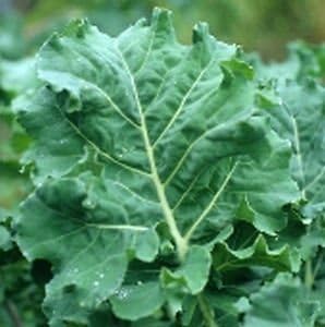 Kale Premier Great Heirloom Vegetable de Seed Kingdom 1,000 Seeds