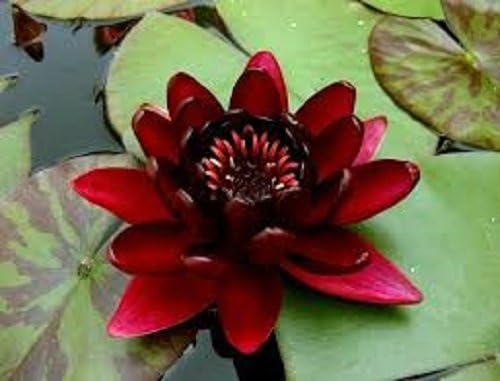 Ninfea Black Princess pianta viva a radice nuda - Fiore acquatico rosso scuro quasi nero - Per laghetti, stagni, fontane, vasche - Crescita facile, spedizione veloce