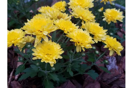 Yellow chrysanthemum flower, Yellow shamanthi flower, chamamanthi puvvu,shevanti flower live plant (B0BF3RVV6B) Amazon Price History, Amazon Price Tracker
