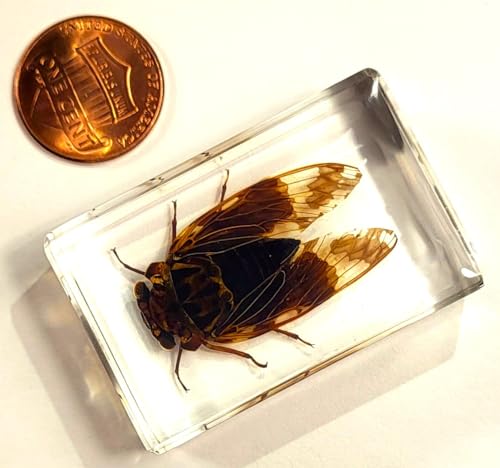 Image of 44mm Real Cicada in Crystal Clear Lucite Resin Crafts Specimen Preserved Various Animal Insect Bug Taxidermy Collection for Biology Science Education & Desk Ornament Display Supplies