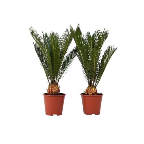 Plant in a Box - Cycas Revoluta - Palmier intérieur et extérieur - Set de 2 - Cycas du Japon - Pot 15cm - Hauteur 45-60cm