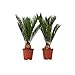 Produktbild Plant in a Box - Sagopalme - 2er Set - Cycas revoluta - Höhe 45-60cm - Topf 15cm - Exotischer Palmfarn - Pflegeleichte & langlebige Zimmer- und Kübelpflanze für Wohnzimmer, Wintergarten & Terrasse