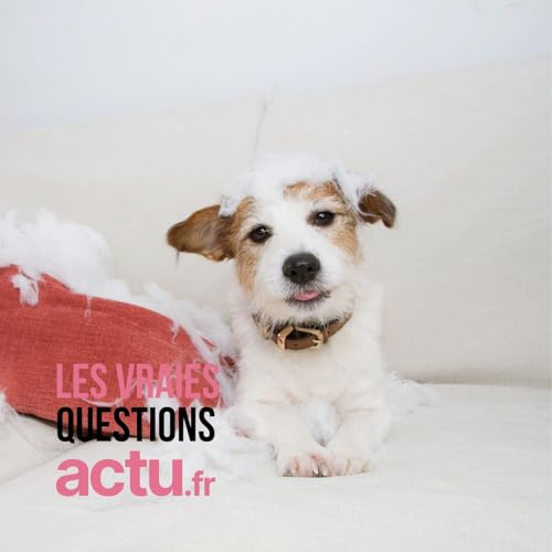 Les chiens se vengent-ils sur nous en arrachant nos chaussons ?