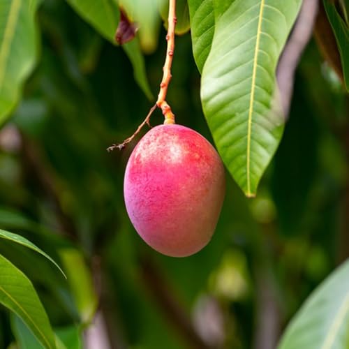 Semi di mango,semi di mango resistenti,resistenti per il giardino semi di a crescita rapida da frutto colonnari 15pcs