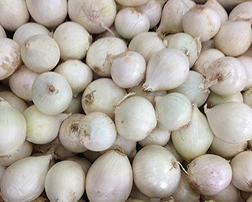 6 Allium Bulbs - Gladiator - Order For Fall Planting #TOP3