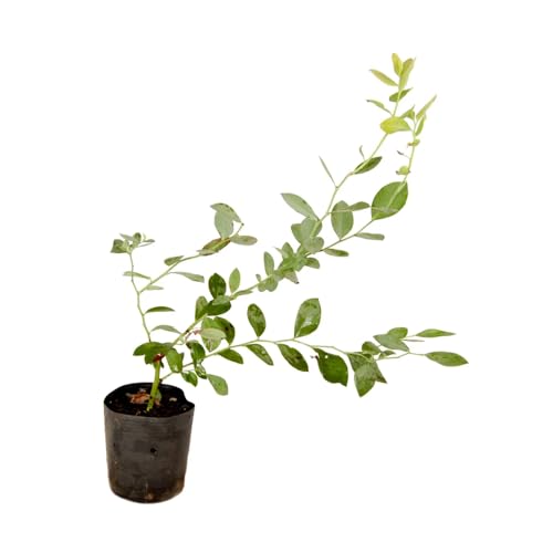 Genérico, Muda de Mirtilo Bilox 50 a 80cm AMK - Plantas Online