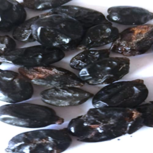 Haloppe 50 stks Aardbei Hortensia Bloemen Planten Zaden voor Thuis Tuin Planten, Hortensia Zaad Bloem Zaad Hortensia Zaden - Afbeelding 8