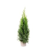 Lebensbaum 'Smaragd' C2 - Thuja occidentalis smaragd - Höhe ca. 40-60 cm