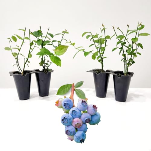 Live Legacy Blueberry Plants (4 Pack) &ndash; Northern Highbush Blueberry Bushes for Planting, Vigorous...