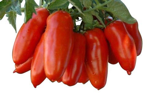 Tomate Saatgut nach Sorten, je 10 Samen (San Marzano) Tomate Saatgut nach Sorten, je 10 Samen (San Marzano)