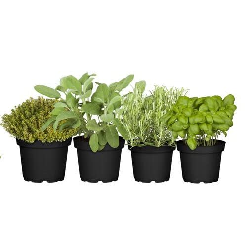 Pack DECOALIVE Romero, Tomillo, Salvia y Albahaca