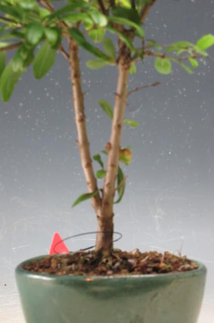 Amazon｜姫ザクロの鉢植えミニ盆栽【現品】(3903)｜観葉植物