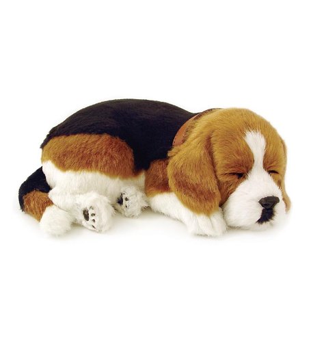 beagle puppy online