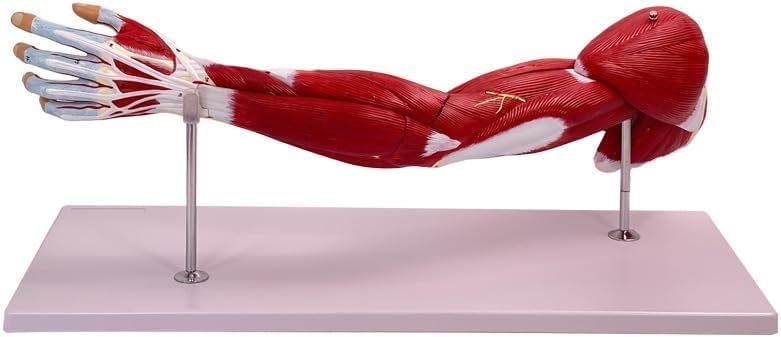 76cm Human Arm Muscle Anatomical Model, Life Size Upper Limb Muscle Anatomy Model, Shows Superficial and Deep Muscles, Tendons, Blood Vessels, Nerves, for Medical Study