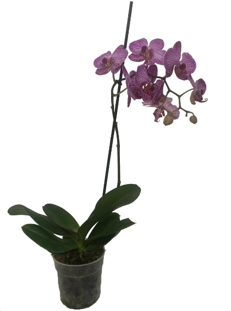 Orquídea Mariposa Natural Planta Exótica para un Rincón Especial