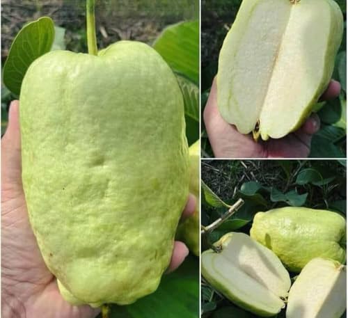Image of All-Time 12 Months Hybrid GRAFTED Live Fruit Plant Original & Authentic Organic Tree for Outdoor Fast-Growing Fruit Plant Home Gardens Pack Of-1 (Seedless Guava Plant, Medium)