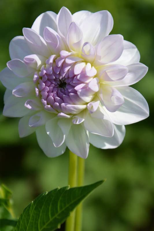 Radha Krishna Agriculture® Imported Dahlia Flower Bulbs White with purple | Fragrant Flowers Planting Bulb For all season Outdoor And Indoor Gardening Pack of 1 (B0BTPV67QT) Amazon Price History, Amazon Price Tracker