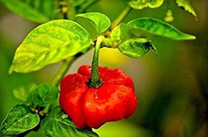 Miniatura 2 de Ajicito Aji Dulce Aji Gustoso Cachucha Sweet Pepper 100 Semillas de Gonzalez Agrogardens