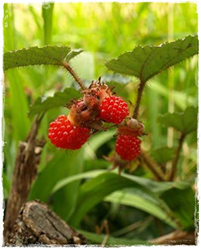 Rubus Tricolor Plante de lampion en pot Ø 14 cm