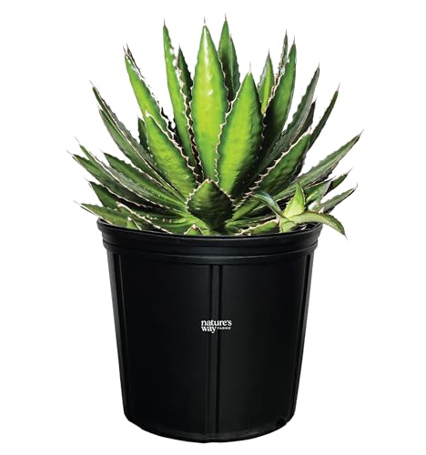 Nature's Way Farms Agave Quadricolor Live Plant (12-15 in. Tall)