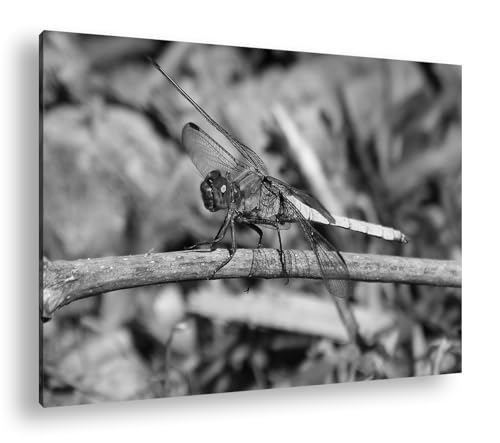 Cadre libellule bleue deyoli grand tableau pour raviver un mur blanc uni