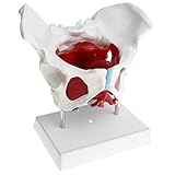 Baoblaze 1: 1 Lebensgroßes Weibliches Becken mit Steißbein, Kreuzbein, Pubis und abnehmbar Organe Beckenboden Muskulatur Anatomische Modell Laborbedarf